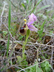 Ophrys tenthredinifera
