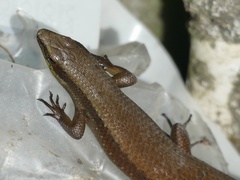 Eutropis