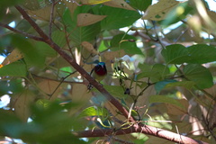 Aethopyga christinae