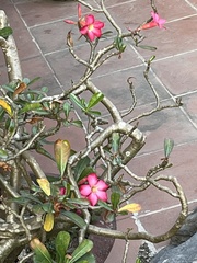 Adenium