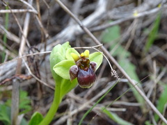 Ophrys bombyliflora