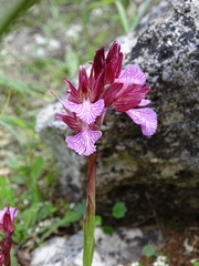 Anacamptis papilionacea aegaea
