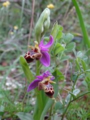 Ophrys heldreichii