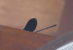 Neurobasis kaupi