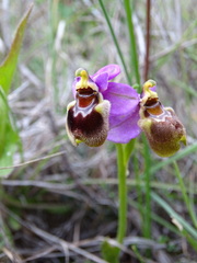 Ophrys tenthredinifera
