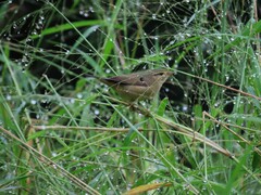 Phylloscopus schwarzi