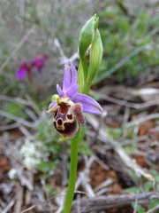 Ophrys heldreichii