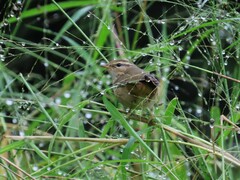 Phylloscopus schwarzi