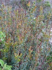 Hypericum empetrifolium