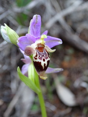 Ophrys heldreichii