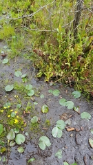 Utricularia striata