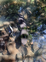 Anguilla dieffenbachii