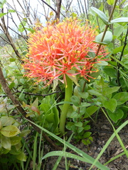 Scadoxus multiflorus