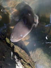 Anguilla dieffenbachii