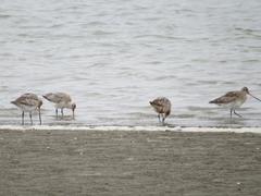 Limosa lapponica baueri
