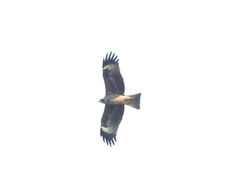 Milvus migrans lineatus
