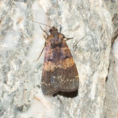 Hydrillodes funestalis