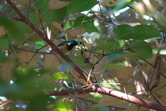 Aethopyga christinae