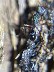 Rhytidoponera aspera