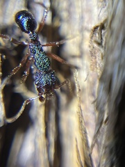 Rhytidoponera aspera