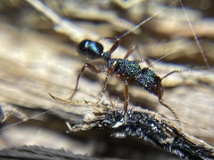 Rhytidoponera aspera