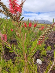 Melaleuca pachyphylla