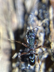 Rhytidoponera aspera