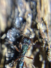 Rhytidoponera aspera