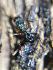 Rhytidoponera aspera