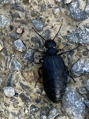 Meloe rugosus