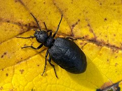 Meloe rugosus