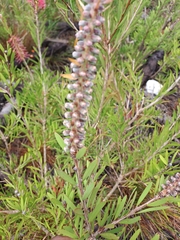 Melaleuca pachyphylla