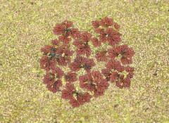 Azolla rubra