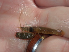 Alpheidae
