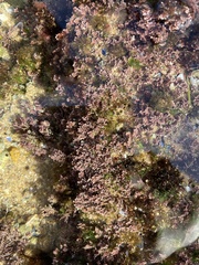 Corallina officinalis