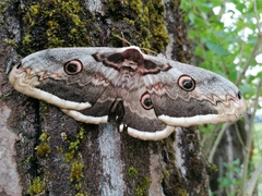 Saturnia pyri