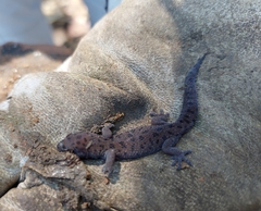 Pachydactylus affinis