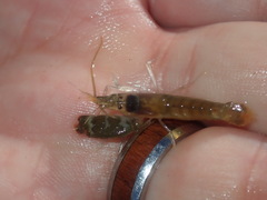 Alpheidae