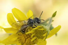Halictus latisignatus