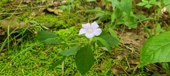 Ruellia caroliniensis
