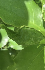 Aceria melicyti