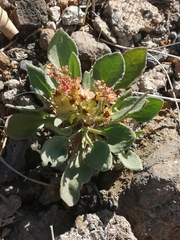 Rumex vesicarius