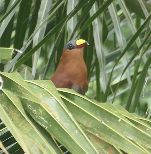 Yellow-billed Malkoha (Rhamphococcyx calyorhynchus), photo 9