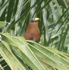 Rhamphococcyx calyorhynchus