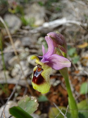 Ophrys tenthredinifera