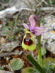 Ophrys tenthredinifera