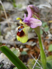 Ophrys tenthredinifera