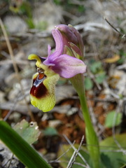 Ophrys tenthredinifera