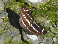 Neptis nata