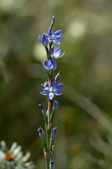Thelymitra aristata
